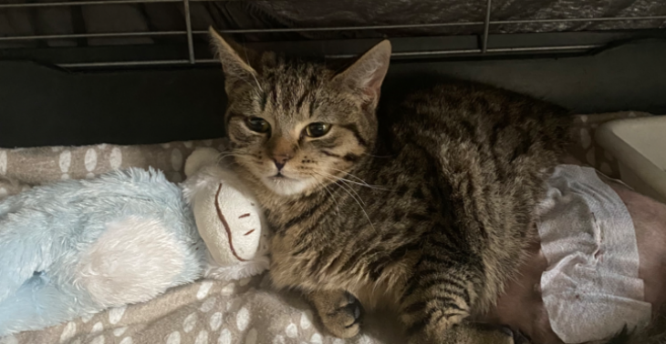 HELP kitten met gebroken heup & gebroken bekken