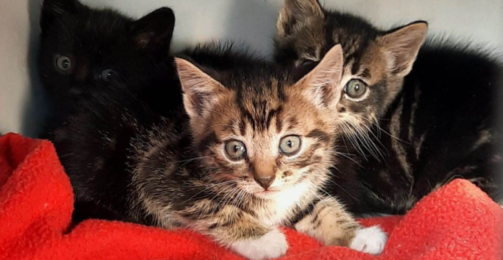 Hulp om kittens/katjes een goede start te geven!