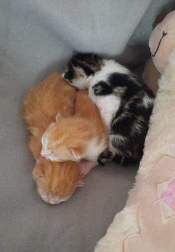 gelei Menselijk ras Bereiken Hulp om kittens/katjes een goede start te geven! - Crowdfunding Steunactie