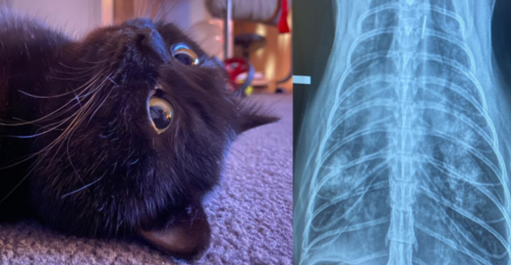 Help the sweet Jaguar breathe