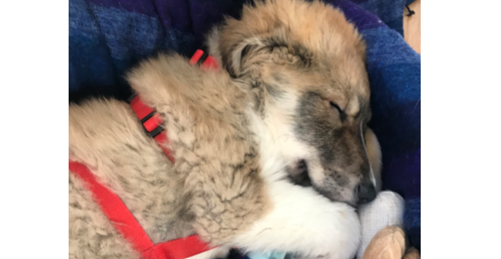 Help onze rescue pup Brocky met een operatie