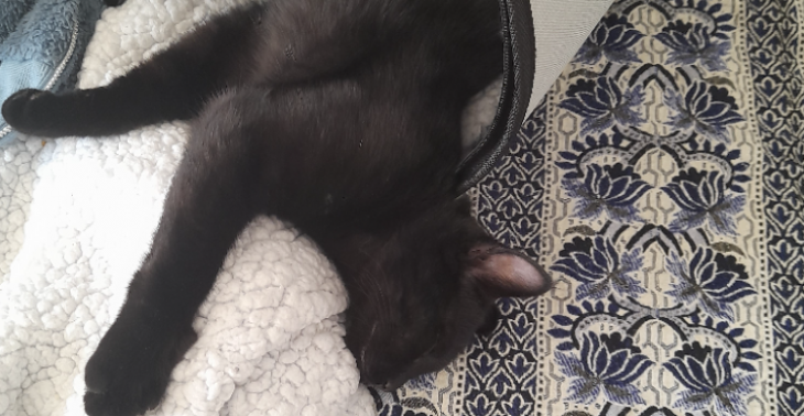 Operatie kat Simba