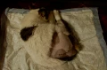 dsc 0009