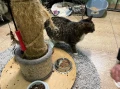 cat2 1