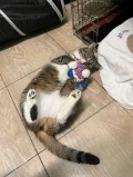 cat3