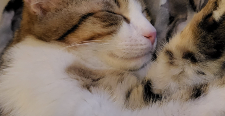 Unser kleiner Kater (5 Monate) hat Fip Corona!Bitte helft!!!