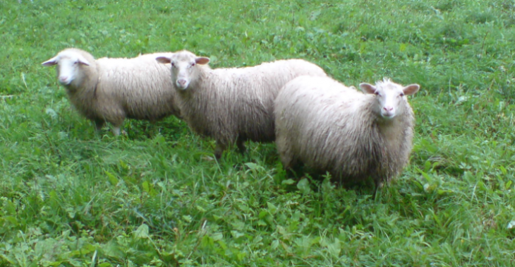Erhaltung von bedrohten Schafrassen /Nutztierrassen und Naturschutz