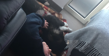 Geadopteerde hond met een heup afwijking