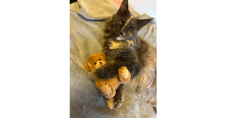 Katze Zähne