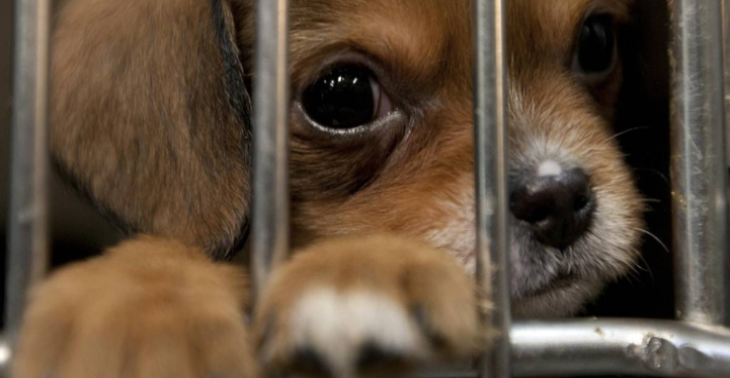 Help! Liefde voor de achtergelaten dieren