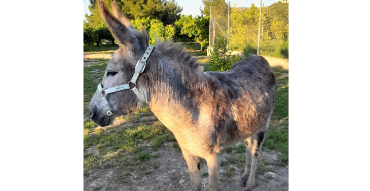 Therapie Esel kaufen