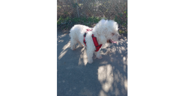 Hundedame Cindy 13.Jahre ,braucht Ärztliche Hilfe