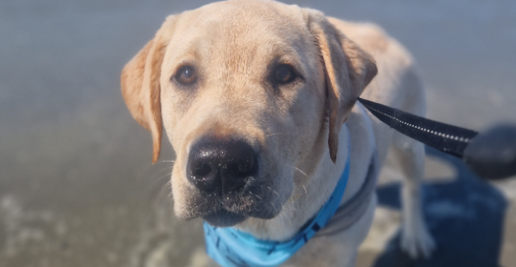 Puppy Noah