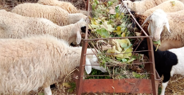 DEZE SCHAPEN HEBBEN HULP NODIG