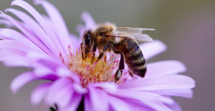 Rettet die Bienen!