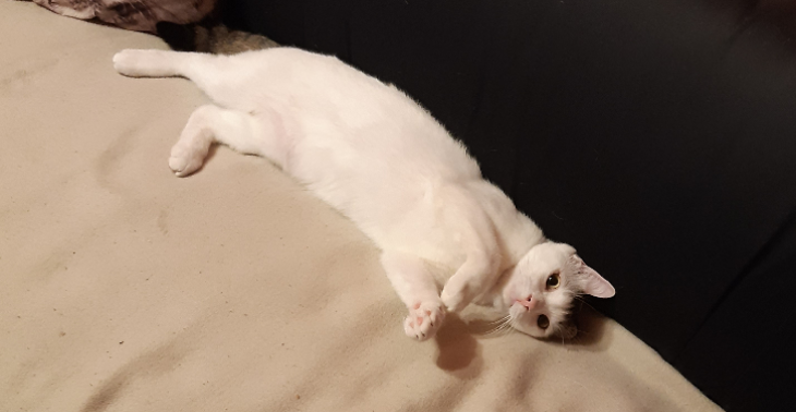 Hilfe für Kater Belcho