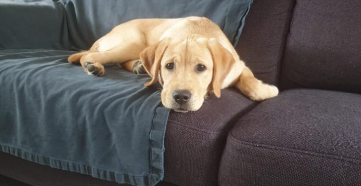 Help Izzy aan een nieuwe heup!