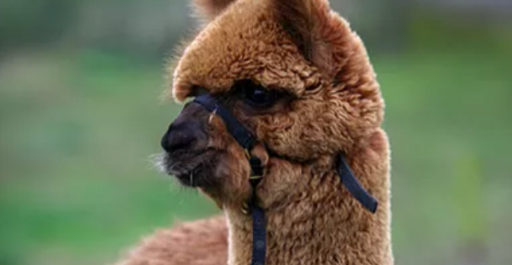 Adopt Alpaca Royke