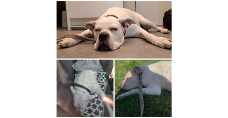 Help ons Xena Helpen - operatie kruisband