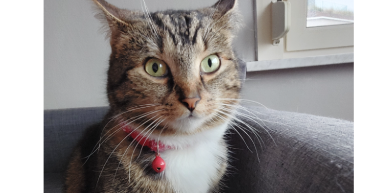 Help Ziva aan een nieuw hartje❤️