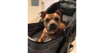 Help mijn hond terug op haar benen!