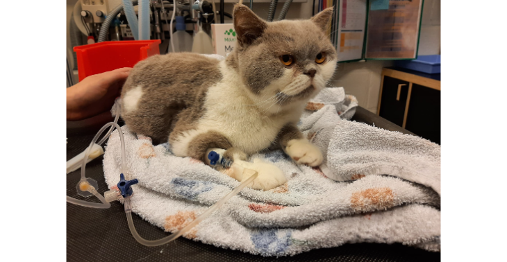 Misty's strijd tegen FIP
