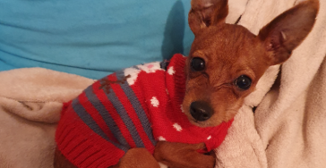 Misshandelten kleinen Chihuahua operieren lassen.
