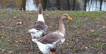 Initiatiefgroep Wijk Velletri