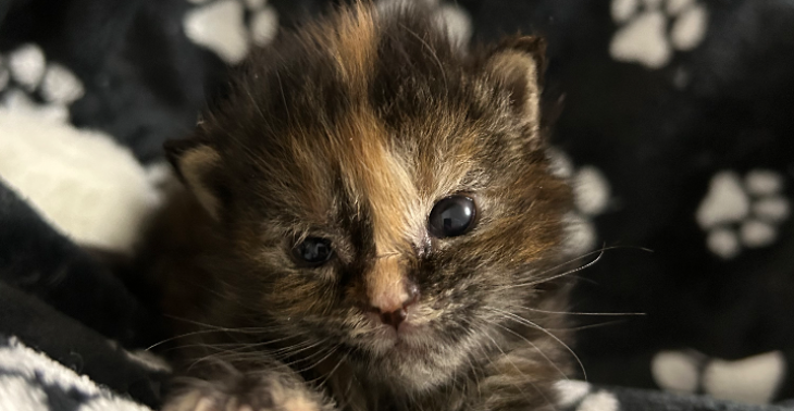 Help deze zieke kitten van 2 weken oud! 