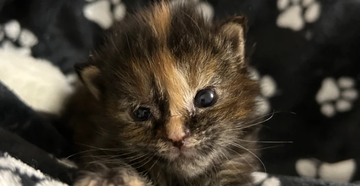 Help deze zieke kitten van 2 weken oud!