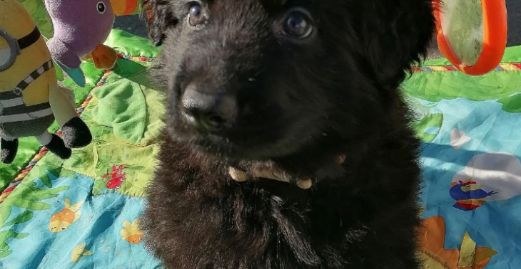 Opleiding therapiehond