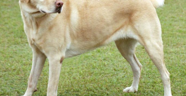 Hond dochter