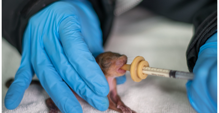 Een couveuse voor pasgeboren wilde zoogdieren 