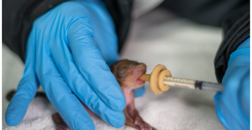 Een couveuse voor pasgeboren wilde zoogdieren