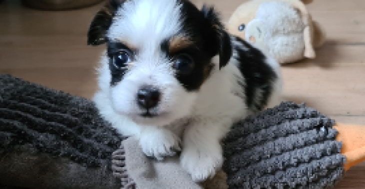 Hartoperatie puppy Yorkshire Biewer van 6 weken