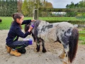 1 van de opvangponies