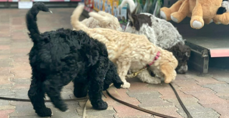 Service dog for autism for Lyra