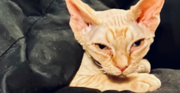 FIP kat in Nood: Help Xanthos te redden