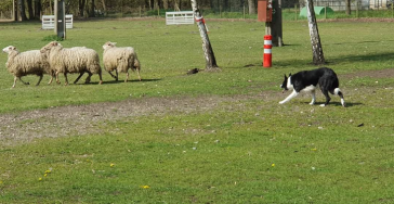 Help onze club en schapen de zomer door 