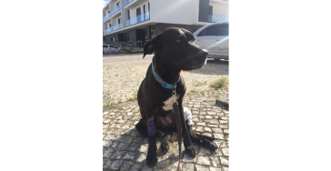 save kush’s leg/salve a perninha da Kush