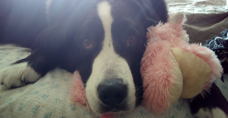 Een PRP-behandeling kan onze lieve hond helpen zodat ze niet kreupel wordt