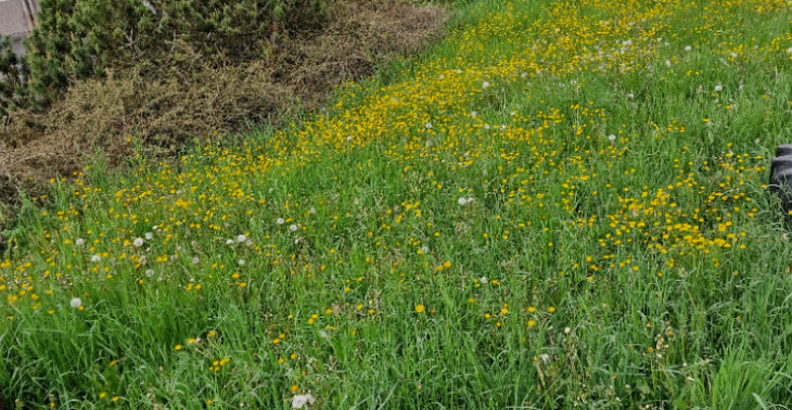 Natursteinmauer für Eidechsen und Insekten 