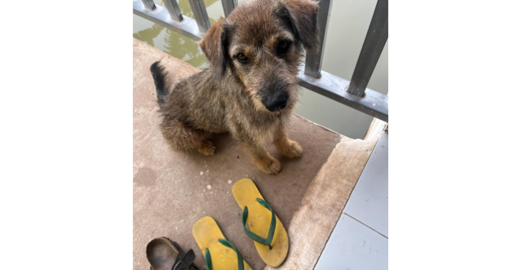 Heimatlose Hunde