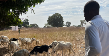 Help Aleiu to establish his sheep breeding to help the local villages