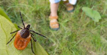  Help! Eén Jaar Comfortabel? (Gevolgen Hersenontsteking + Lyme)