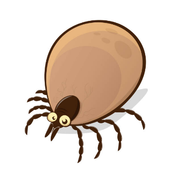 tick