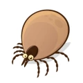 tick