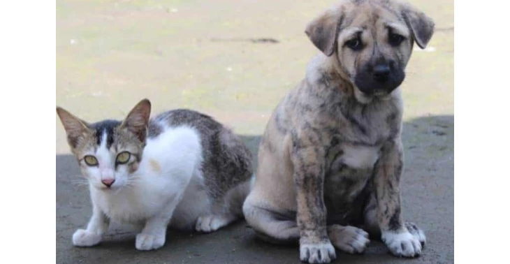 Hulp voor straatkatten en honden