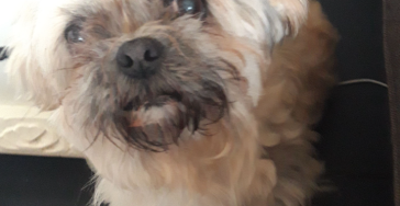 Hulp voor Lillie
