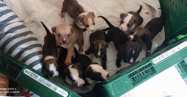 Puppies in nood